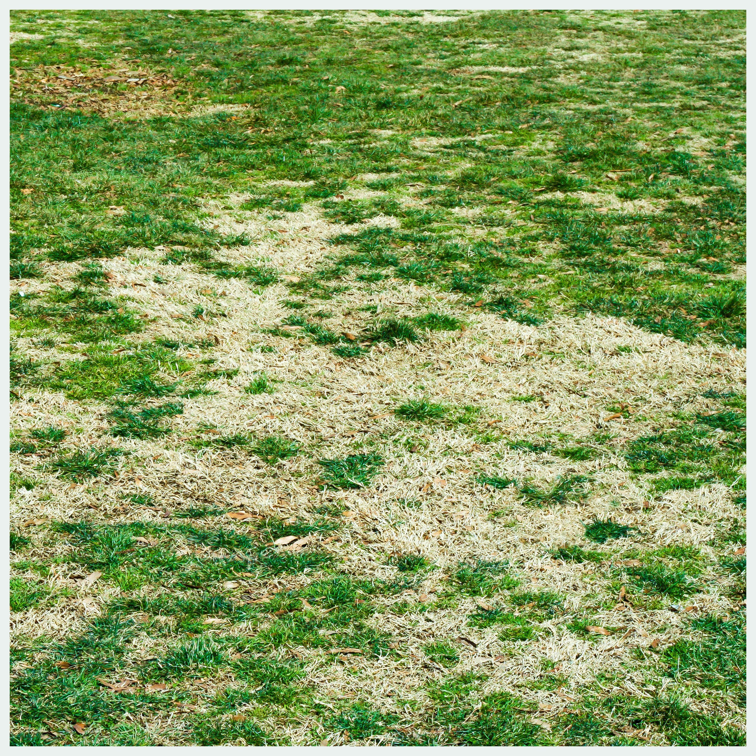 How can you get rid of grubs on grass?